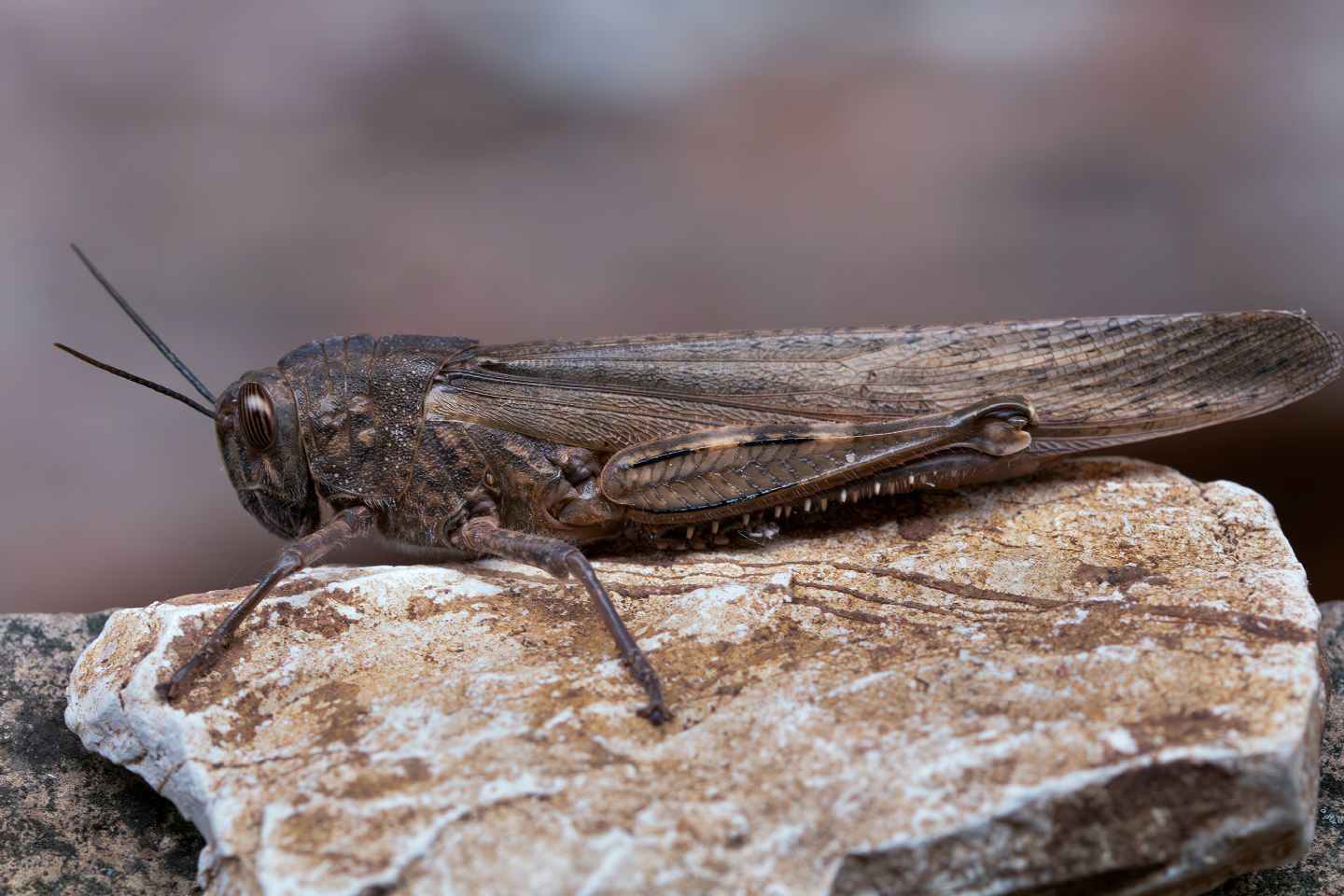 Acrididae - Anacridium aegyptium